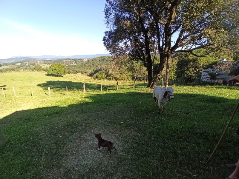 Sítio com 3 quartos, 2 banheiros e 110m² à venda no bairro Km 4, Taquara