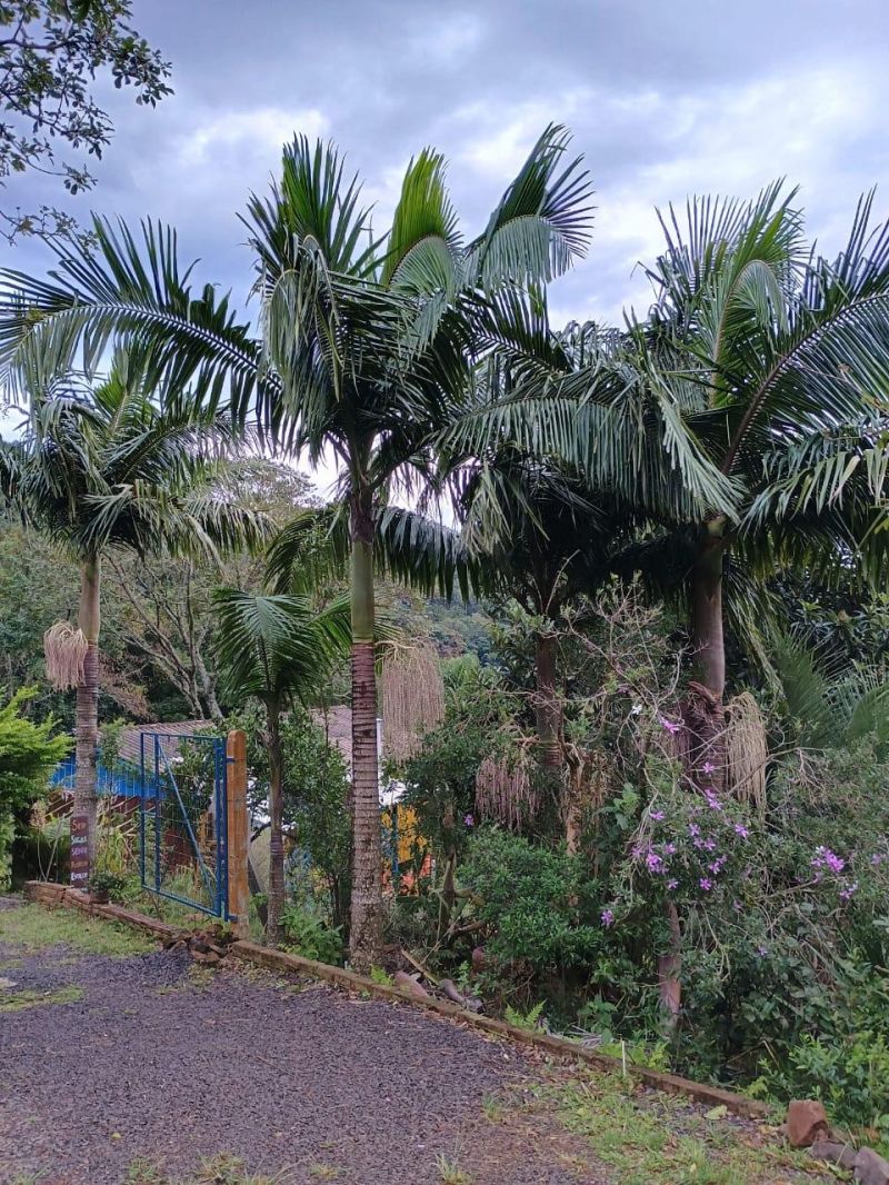 Sítio com 2 quartos e 1 banheiro à venda no bairro Batingueira, Taquara