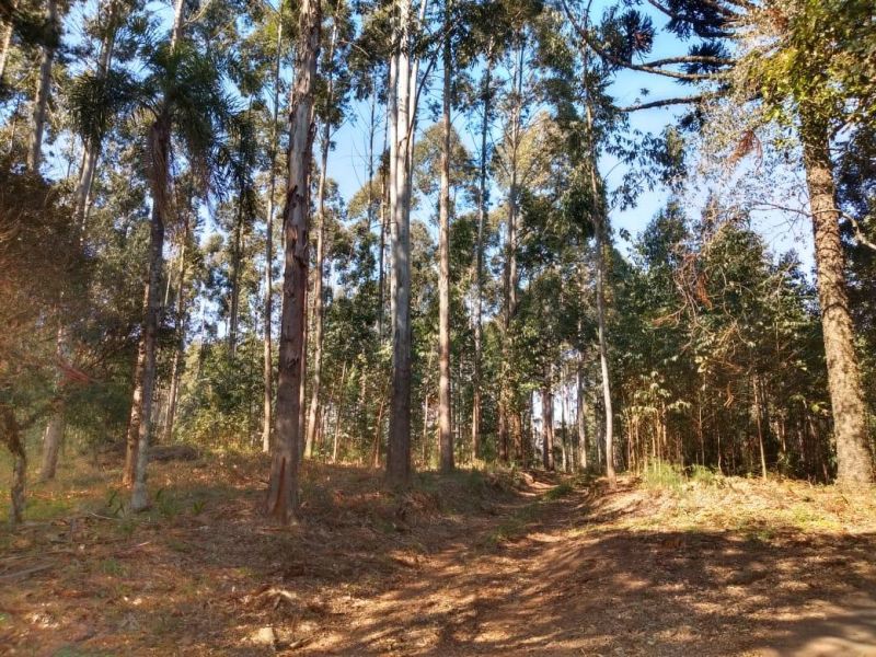 Sítio com 2 quartos, 2 banheiros e 132m² à venda no bairro Santa Cristina do Pinhal, Taquara