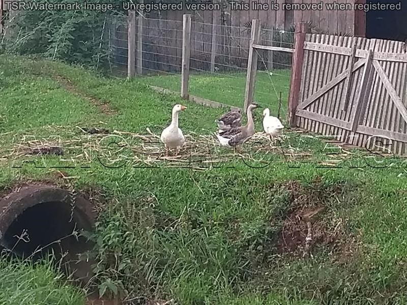 Sítio com 4 quartos, 2 banheiros e 170m² à venda no bairro Vila Teresa, Taquara