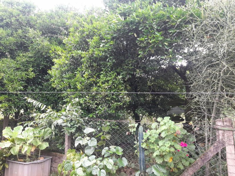 Sítio à venda no bairro Padilha, Taquara