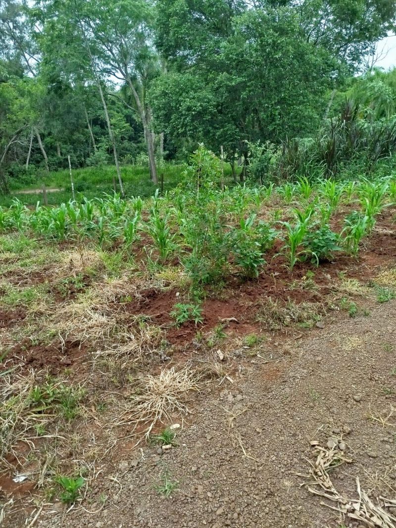 Sítio à venda no bairro Fazenda Fialho, Taquara