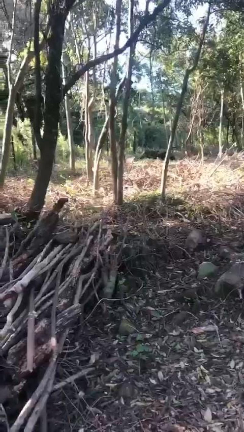 Sítio à venda no bairro Fazenda Fialho, Taquara