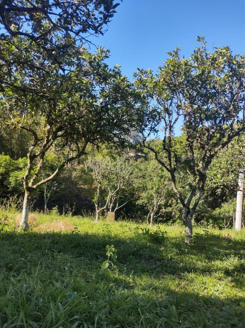 Sítio com 3 quartos e 1 banheiro à venda no bairro Fazenda Fialho, Taquara