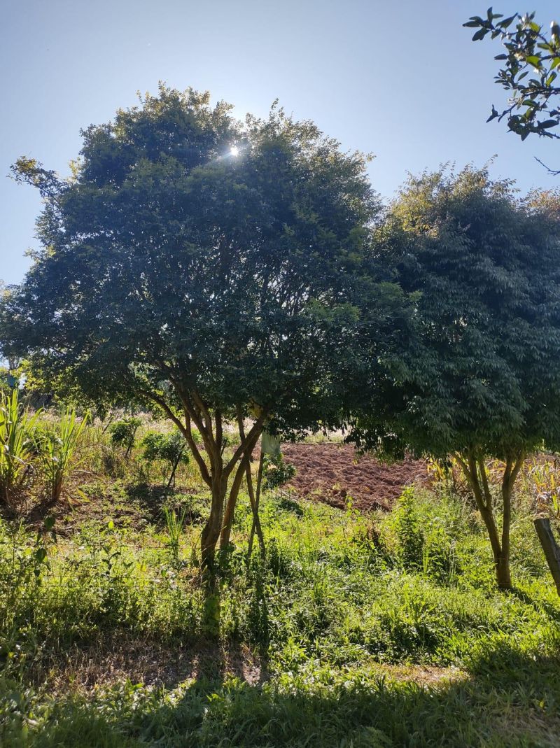 Sítio com 3 quartos e 1 banheiro à venda no bairro Fazenda Fialho, Taquara