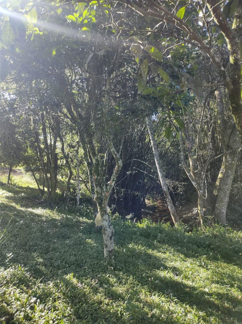 Sítio com 3 quartos e 1 banheiro à venda no bairro Fazenda Fialho, Taquara