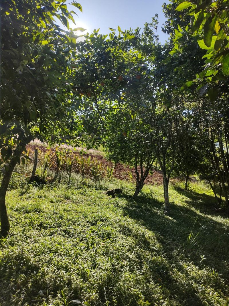 Sítio com 3 quartos e 1 banheiro à venda no bairro Fazenda Fialho, Taquara
