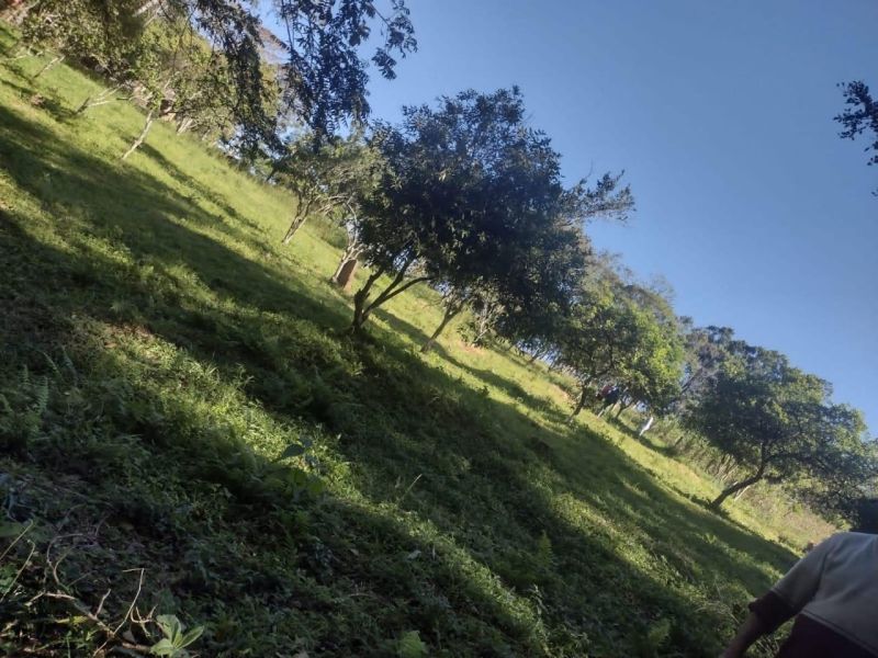 Sítio com 3 quartos e 1 banheiro à venda no bairro Fazenda Fialho, Taquara