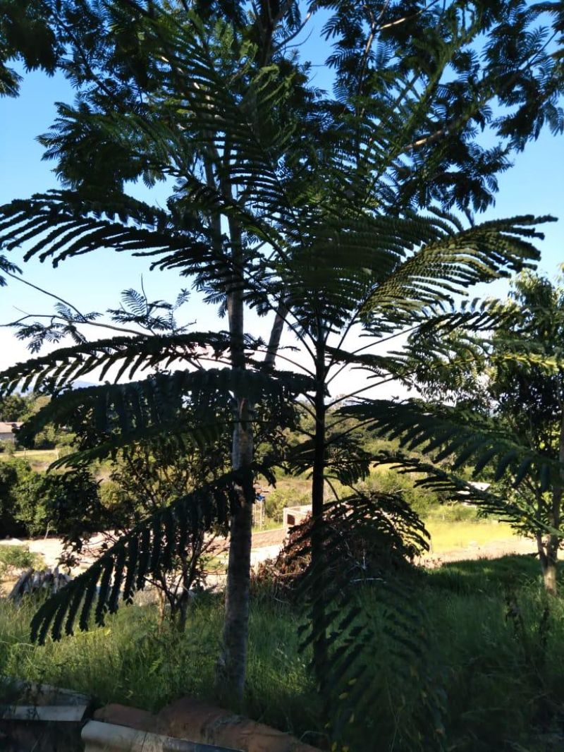Sítio com 2 quartos e 1 banheiro à venda no bairro Fazenda Fialho, Taquara