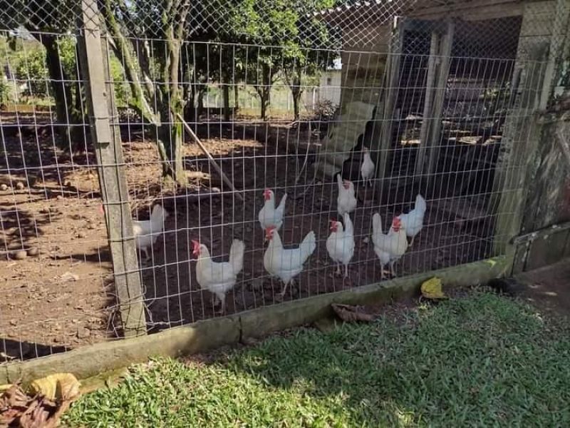 Sítio com 2 quartos, 2 banheiros e 120m² à venda no bairro Fazenda Fialho, Taquara