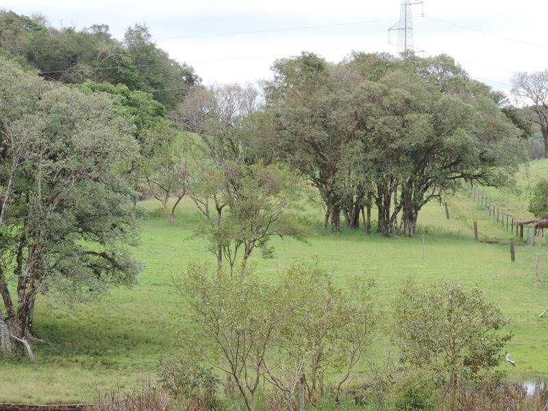 Sítio com 4 quartos e 2 banheiros à venda no bairro Fazenda Fialho, Taquara