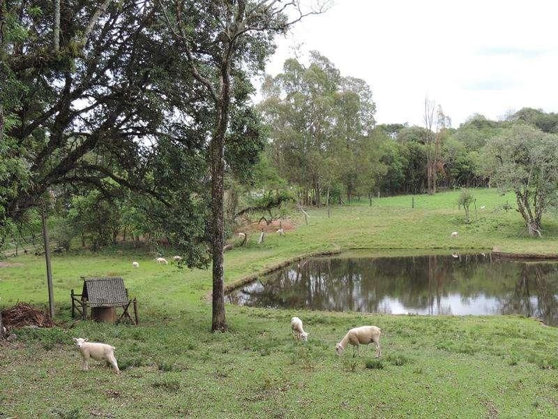 Sítio com 4 quartos e 2 banheiros à venda no bairro Fazenda Fialho, Taquara
