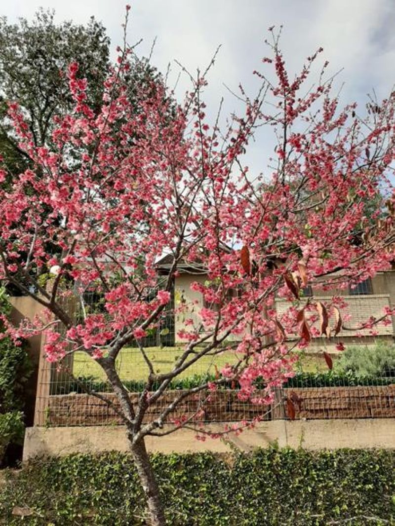 Casa com 3 quartos, 3 banheiros e 207m² à venda no bairro Sagrada Familia, Taquara