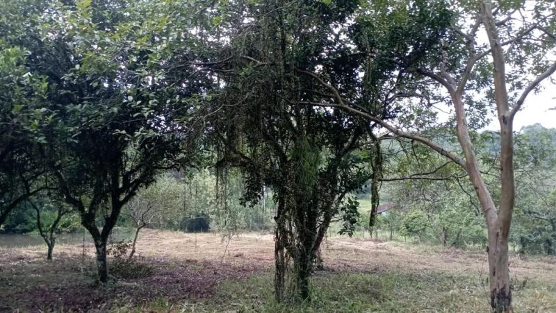 Sítio à venda no bairro Santa Rosa, Taquara