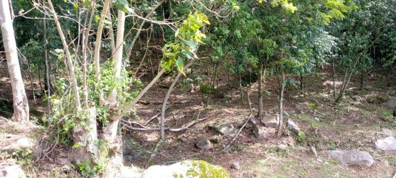 Sítio à venda no bairro Serra Grande, Igrejinha