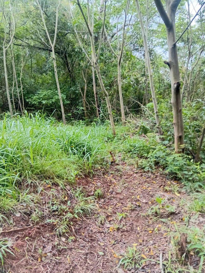 Terreno à venda no bairro Rochedo, Igrejinha