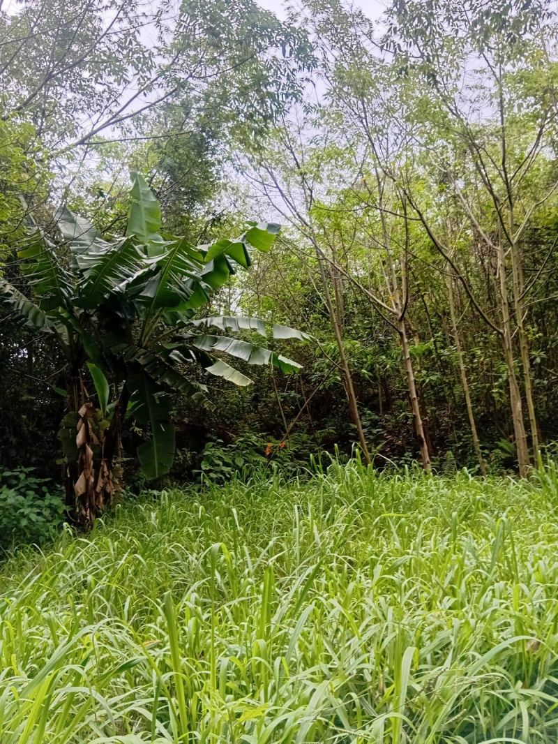Terreno à venda no bairro Rochedo, Igrejinha