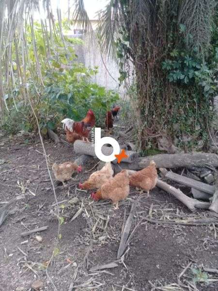 Casa com 3 quartos, 1 banheiro e 73m² à venda no bairro Centro, Tapes