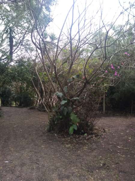 Sítio com 6 quartos, 2 banheiros e 2000m² à venda no bairro Fragata, Pelotas