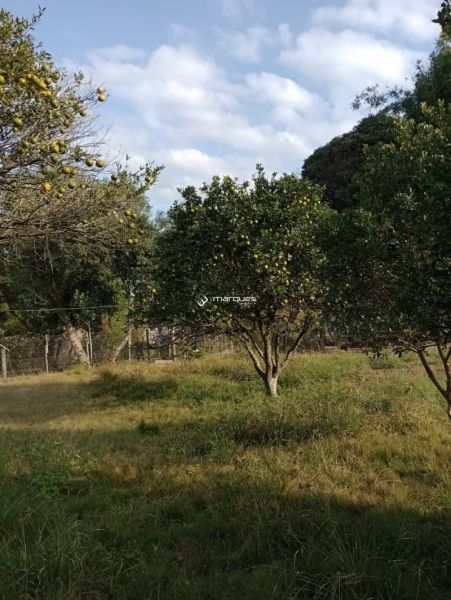 Sítio com 3 quartos e 1 banheiro à venda no bairro Monte Bonito, Pelotas