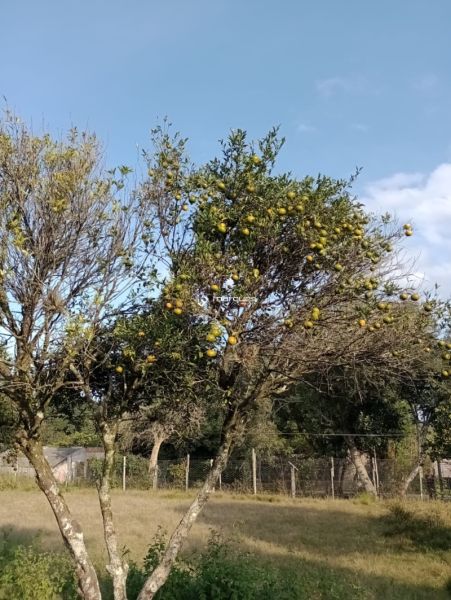 Sítio com 3 quartos e 1 banheiro à venda no bairro Monte Bonito, Pelotas