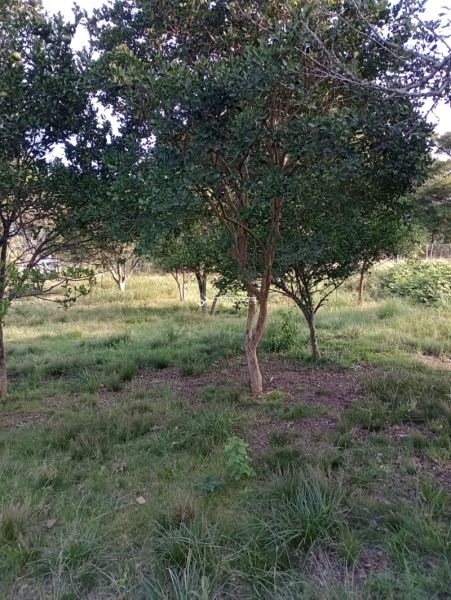 Sítio com 3 quartos e 1 banheiro à venda no bairro Monte Bonito, Pelotas